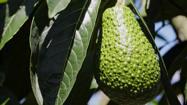 Close up view of a green avocado hanging on a tree branch surrounded by leaves in natural light