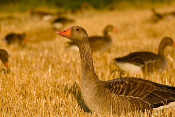 greylag goose in golden stubble field close-up
