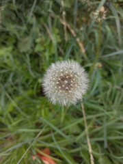 dandelion seed head over a green meadow 