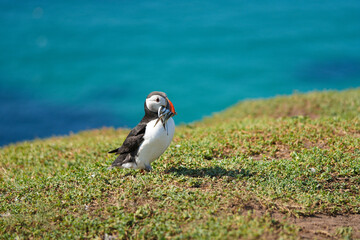 atlantic puffin or common puffin