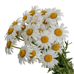 Daisies floral arrangement fresh cut flowers bouquet spring blossoms isolated on transparent background
