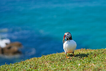 atlantic puffin or common puffin or common puffin