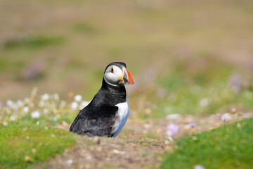 atlantic puffin or common puffin