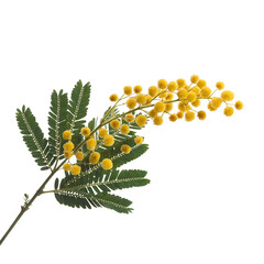Mimosa blossom branch with yellow flowers and green leaves springtime bloom isolated on transparent background