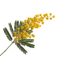 Delicate mimosa blossom branch with vibrant yellow flowers on display isolated on transparent background
