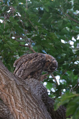 Owl scratching its head in a tree
