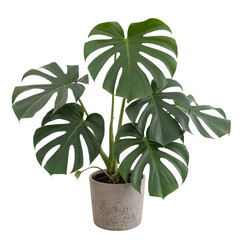 Beautiful monstera deliciosa plant in pot home decor indoor greenery isolated on transparent background