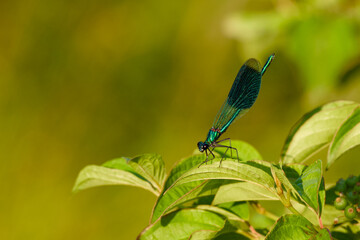 male banded demoiselle perching on a plant leaf close-up