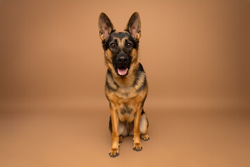 German Shepherd Sitting on Brown Studio Background