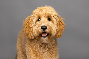 Goldendoodle Dog Portrait on Gray Studio Background