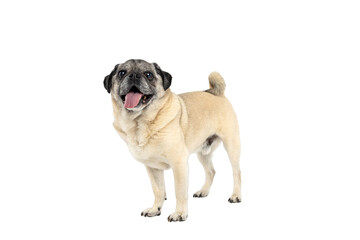 Obraz premium Happy Pug Dog Standing on White Studio Background