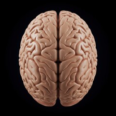 Naklejka premium Overhead view of a human brain, showcasing its intricate surface and structure against a black background.