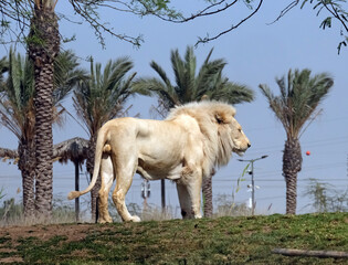 White Lion (lat. Panthera leo)