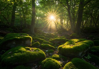 Sunlight shining in a peaceful forest with moss-covered rocks, a natural and beautiful landscape.