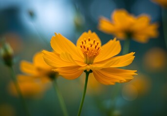 Obraz premium Vibrant yellow cosmos flower in full bloom, radiating warmth and beauty against a soft, blurred backdrop.