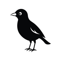 Obraz premium a mynah full black silhouette vector illustration on white background