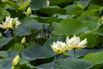 white water lily