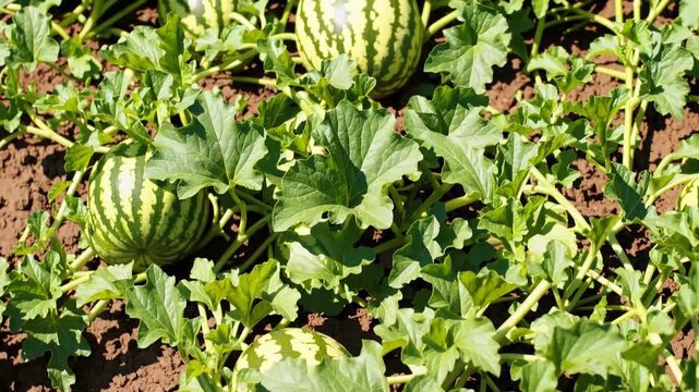 A view of several watermelons growing in a field surrounded by green leaves on a sunny day outdoors