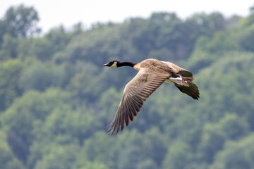 goose in flight