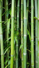 Obraz premium Close-up view of rich green bamboo forest. Vibrant stalks with detailed leaves create natural organic pattern. Emphasizes serene, calm, zen atmosphere. Eco-friendly, sustainable plant growth.