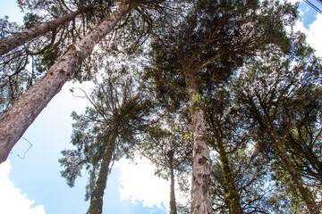 Araucaria forest or mixed ombrophilous forest common in southern Brazil.