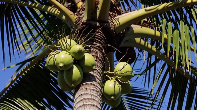 A view looking up at a palm tree with coconuts against a vibrant blue sky in the tropical sun