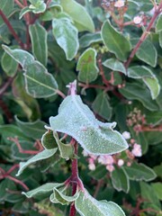 Frost covered green leaf on cold winter morning