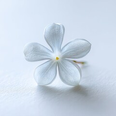 Delicate White Flower Close Up