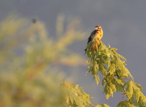 Female Dickcissel Perched on Dewy Maple at Sunrise