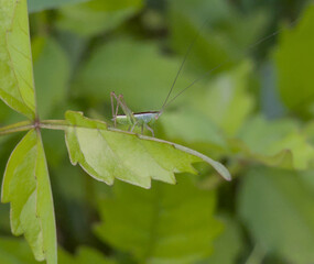Green Katydid with Oversized Antennae Standing on Leaf Facing Forward