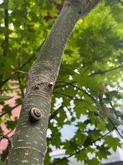 As long as a snail keeps moving and never gives up, one day it will reach the top of the tallest tree and gaze upon the world from above. Even the smallest creature can have the biggest dreams.