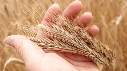 Dojrzałe kłosy zboża na wiejskim polu © tomo81