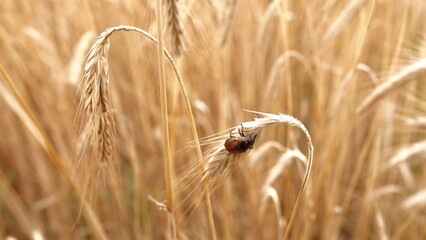 Dojrzałe kłosy zboża na wiejskim polu © tomo81