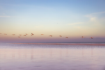 FLAMINGOS Y GARZAS EN MEXICO 