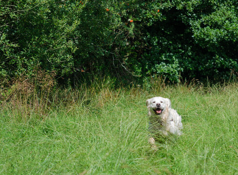 retriever in field