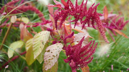 Close-Up of Vibrant Red Amaranthus Caudatus