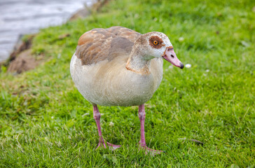 Egyptian goose standing on green grass near water