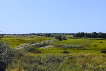 Obraz premium Landscape with a field of grass