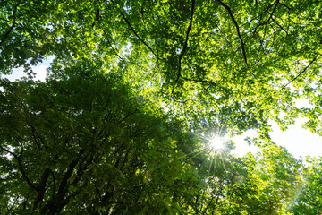 Lush Green Canopy in Hamburg During Summer Sunshine