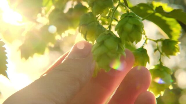 Hops in the palm .Cones and leaves of hops in the sun glare close-up.Beer ingredient. Vegetable raw materials for beer production. 