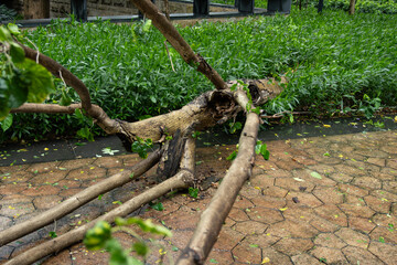 Fototapeta premium broken tree fell down after a strong storm went through at horizontal composition