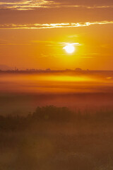 Fototapeta premium 大暑の朝