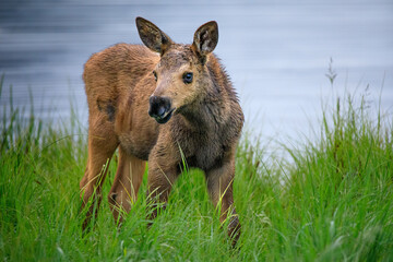 Moose calf next to the waters edge