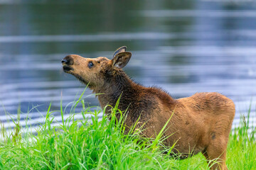 Moose calf standing next to a lake