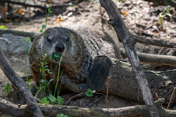 Ground hog eating some leaves