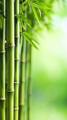 Fototapeta premium Vertical View Of Dense Green Bamboo Stalks With Blurred Soft Focus Green Gradient Background