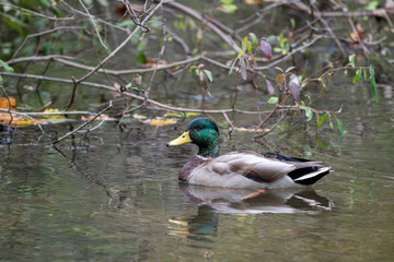 Male mallard duck swimming in a pond with branches and twigs hanging over the water
