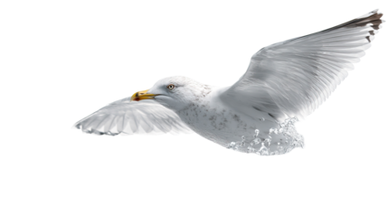 Graceful Seagull Above Water Waves on Transparent Background

