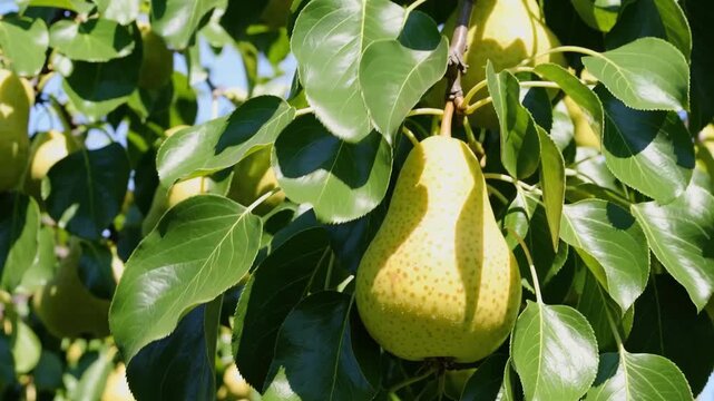 A single pear hanging from a tree branch surrounded by green leaves in a natural outdoor setting