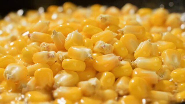 Closeup of falling yellow corn kernels filling a container